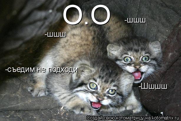 -шшш -шшш -съедим не подходи -Шшшш О.О... Котоматрица: -шшш -шшш -съедим не подходи -Шшшш О.О