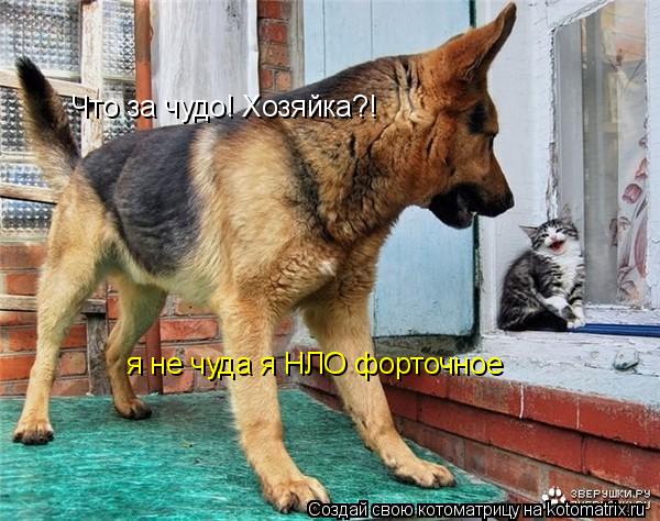 Что за чудо! Хозяйка?! я не чуда я НЛО форточное... Котоматрица: Что за чудо! Хозяйка?! я не чуда я НЛО форточное