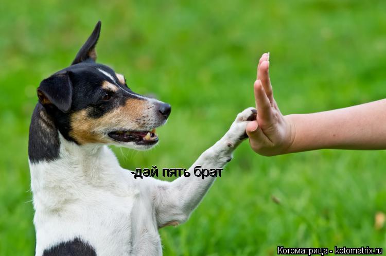 -дай пять брат -дай пять брат... Котоматрица: -дай пять брат -дай пять брат