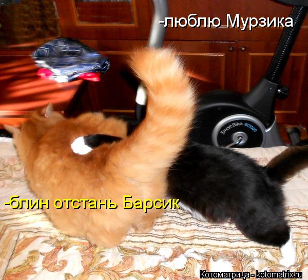 -люблю Мурзика -блин отстань Барсик... Котоматрица: -люблю Мурзика -блин отстань Барсик