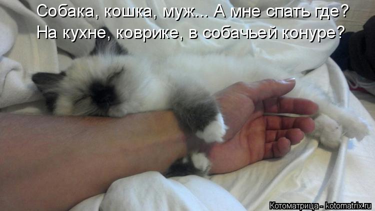 Собака, кошка, муж... А мне спать где? На кухне, коврике, в собачьей конуре?... Котоматрица: Собака, кошка, муж... А мне спать где? На кухне, коврике, в собачьей конуре?