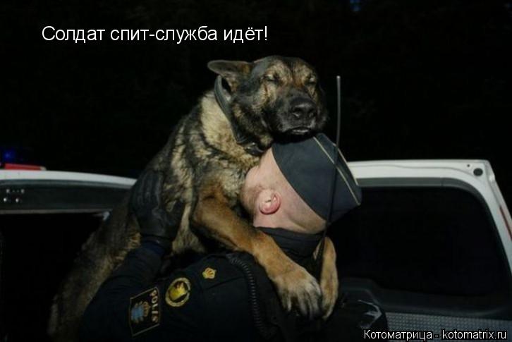 Солдат спит-служба идёт!... Котоматрица: Солдат спит-служба идёт!