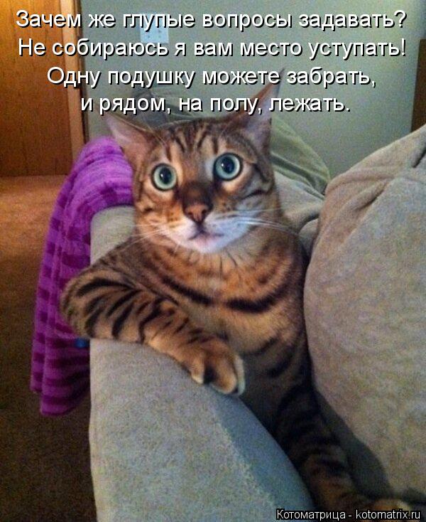 Зачем же глупые вопросы задавать? Не собираюсь я вам место уступать! Одну подушку можете забрать, и р... Котоматрица: Зачем же глупые вопросы задавать? Не собираюсь я вам место уступать! Одну подушку можете забрать, и рядом, на полу, лежать.
