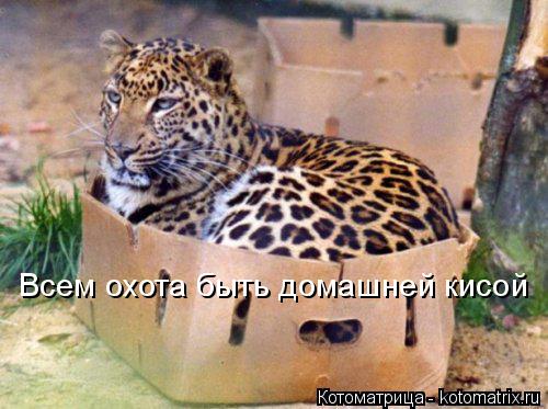 Всем охота быть домашней кисой... Котоматрица: Всем охота быть домашней кисой