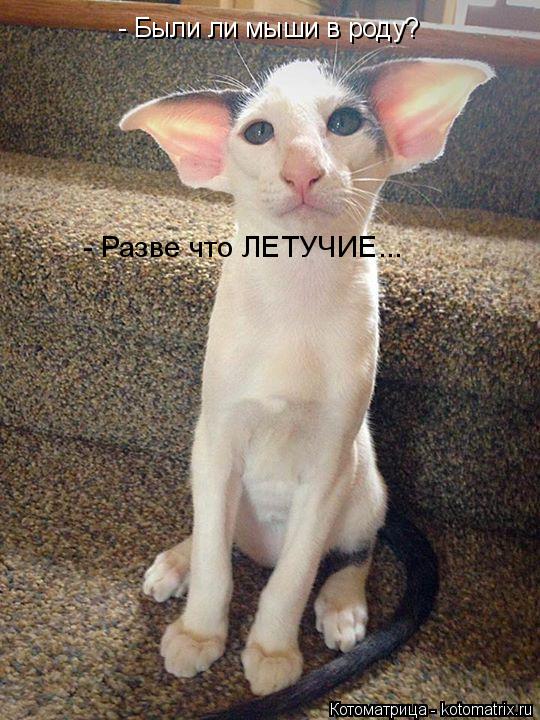 - Были ли мыши в роду? - Разве что ЛЕТУЧИЕ...... Котоматрица: - Были ли мыши в роду? - Разве что ЛЕТУЧИЕ...