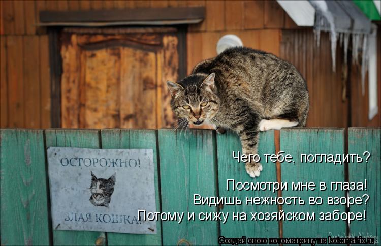 Чего тебе, погладить? Посмотри мне в глаза! Видишь нежность во взоре? Потому и сижу на хозяйском забо... Котоматрица: Чего тебе, погладить? Посмотри мне в глаза! Видишь нежность во взоре? Потому и сижу на хозяйском заборе!