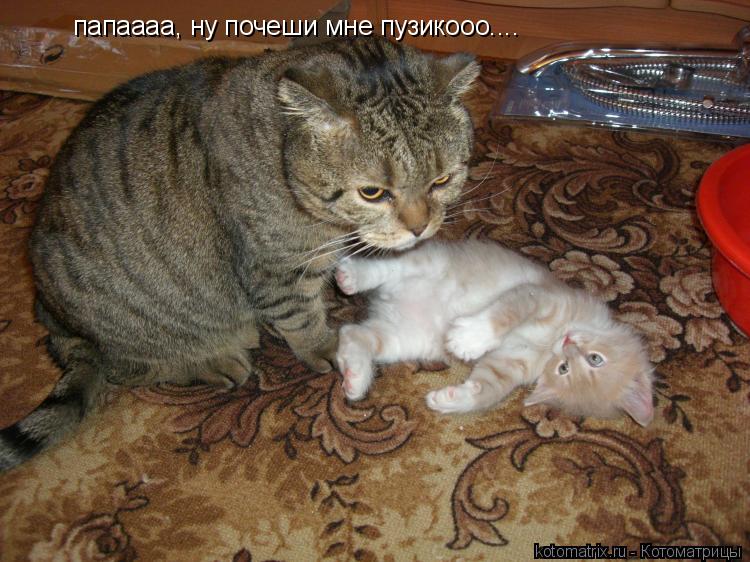 папаааа, ну почеши мне пузикооо....... Котоматрица: папаааа, ну почеши мне пузикооо....