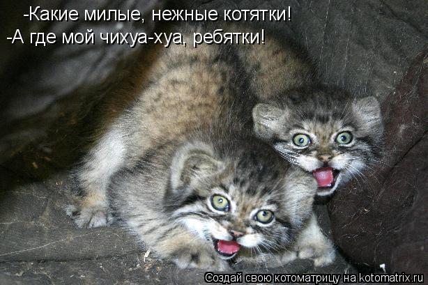 -Какие милые, нежные котятки! -А где мой чихуа-хуа, ребятки!... Котоматрица: -Какие милые, нежные котятки! -А где мой чихуа-хуа, ребятки!