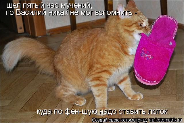 шел пятый час мучений, по Василий никак не мог вспомнить - куда по фен-шую надо ставить лоток... Котоматрица: шел пятый час мучений, по Василий никак не мог вспомнить - куда по фен-шую надо ставить лоток