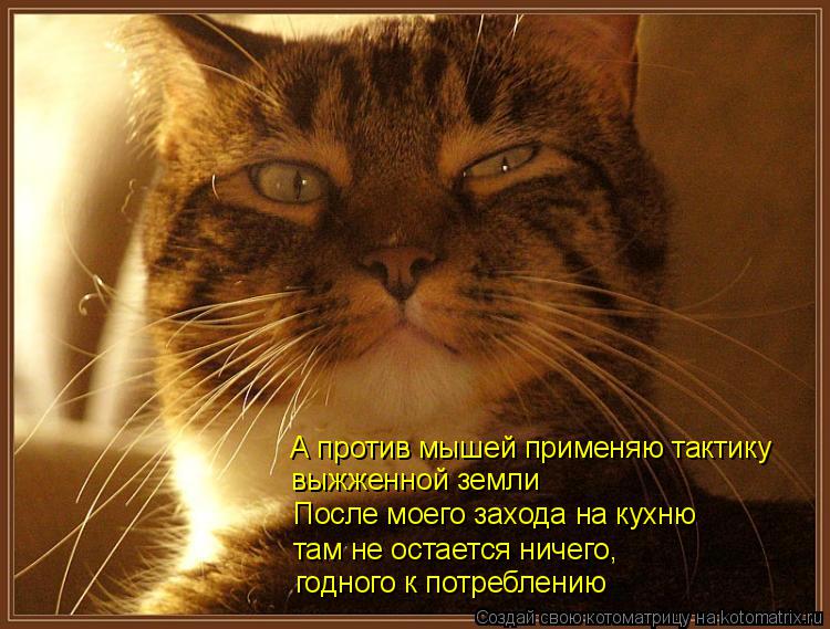 А против мышей применяю тактику выжженной земли После моего захода на кухню там не остается ничего, г... Котоматрица: А против мышей применяю тактику выжженной земли После моего захода на кухню там не остается ничего, годного к потреблению