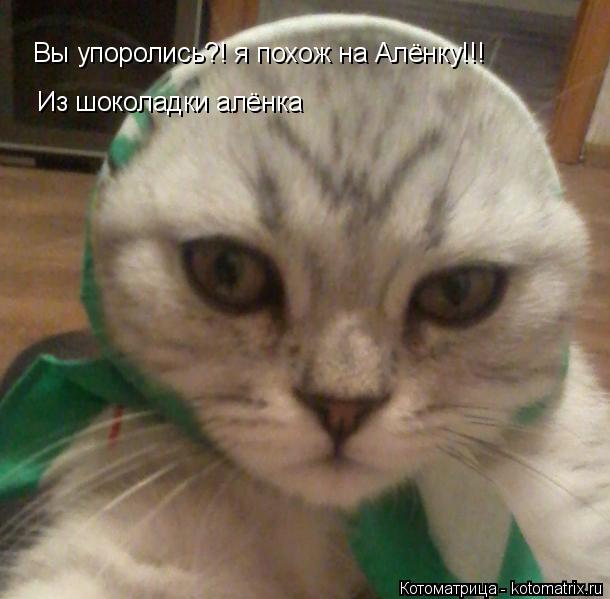 Вы упоролись?! я похож на Алёнку!!! Из шоколадки алёнка... Котоматрица: Вы упоролись?! я похож на Алёнку!!! Из шоколадки алёнка