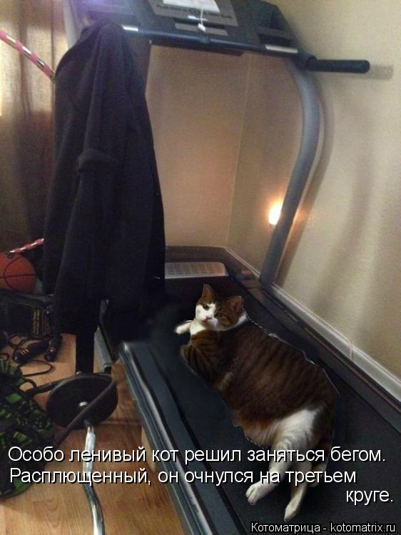 Особо ленивый кот решил заняться бегом. Расплющенный, он очнулся на третьем круге.... Котоматрица: Особо ленивый кот решил заняться бегом. Расплющенный, он очнулся на третьем круге.