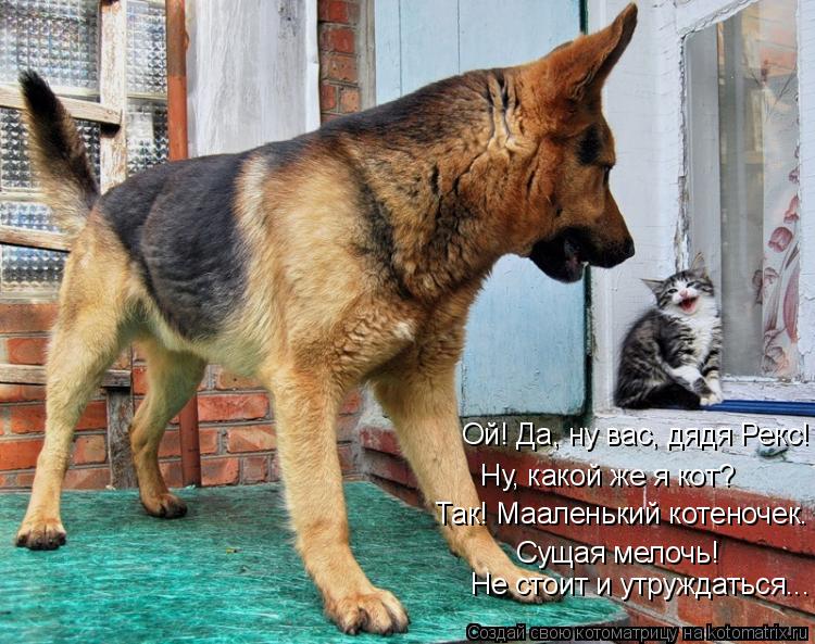 Ой! Да, ну вас, дядя Рекс! Ну, какой же я кот? Так! Мааленький котеночек. Сущая мелочь! Не стоит и ут... Котоматрица: Ой! Да, ну вас, дядя Рекс! Ну, какой же я кот? Так! Мааленький котеночек. Сущая мелочь! Не стоит и утруждаться...