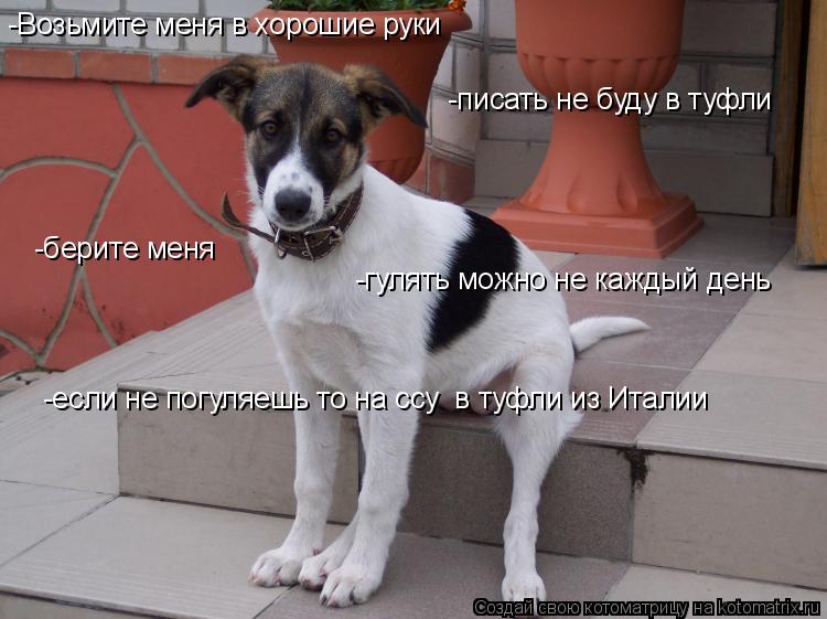 -Возьмите меня в хорошие руки -писать не буду в туфли -берите меня -гулять можно не каждый день ... Котоматрица: -Возьмите меня в хорошие руки -писать не буду в туфли -берите меня -гулять можно не каждый день -если не погуляешь то на ссу в туфли из Итал