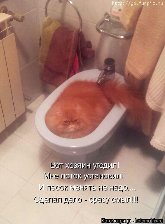 Вот хозяин угодил! Мне лоток установил! И песок менять не надо.... Сделал дело - сразу смыл!!!... Котоматрица: Вот хозяин угодил! Мне лоток установил! И песок менять не надо.... Сделал дело - сразу смыл!!!