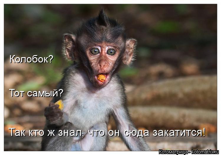 Тот самый? Колобок? Так кто ж знал, что он сюда закатится!... Котоматрица: Тот самый? Колобок? Так кто ж знал, что он сюда закатится!