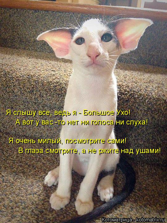 Я слышу все, ведь я - Большое Ухо! А вот у вас -то нет ни голоса ни слуха! Я очень милый, посмотрите ... Котоматрица: Я слышу все, ведь я - Большое Ухо! А вот у вас -то нет ни голоса ни слуха! Я очень милый, посмотрите сами! В глаза смотрите, а не ржите над ушами!