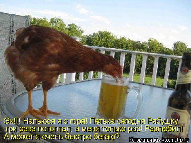 Эх!!! Напьюся я с горя! Петька сегодня Рябушку три раза потоптал, а меня только раз! Разлюбил! А може... Котоматрица: Эх!!! Напьюся я с горя! Петька сегодня Рябушку три раза потоптал, а меня только раз! Разлюбил! А может я очень быстро бегаю?