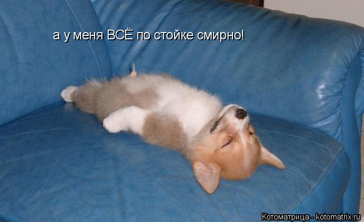 а у меня ВСЁ по стойке смирно!... Котоматрица: а у меня ВСЁ по стойке смирно!