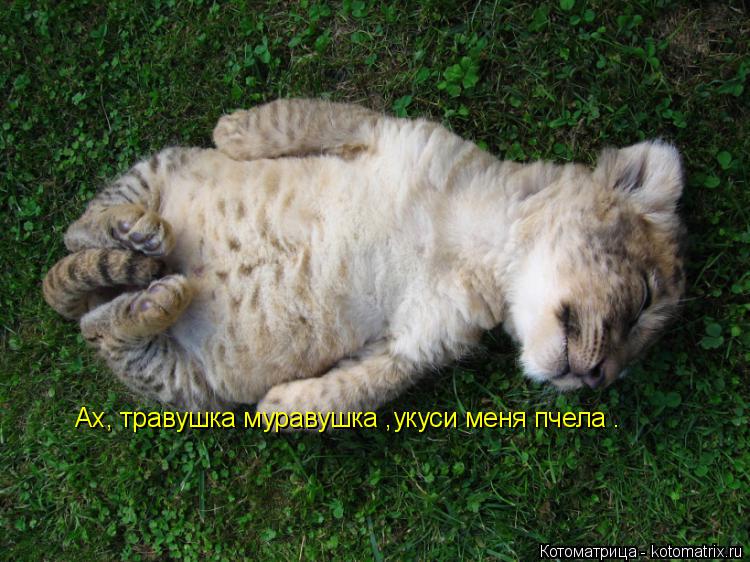Ах, травушка муравушка ,укуси меня пчела .... Котоматрица: Ах, травушка муравушка ,укуси меня пчела .