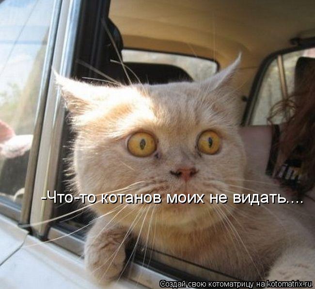 -Что-то котанов моих не видать....... Котоматрица: -Что-то котанов моих не видать....