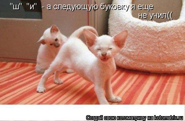 "ш" "и" - а следующую буковку я еще не учил((... Котоматрица: "ш" "и" - а следующую буковку я еще не учил((