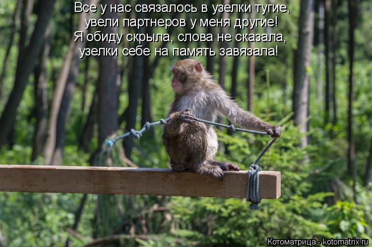 Все у нас связалось в узелки тугие, увели партнеров у меня другие! Я обиду скрыла, слова не сказала, ... Котоматрица: Все у нас связалось в узелки тугие, увели партнеров у меня другие! Я обиду скрыла, слова не сказала, узелки себе на память завязала!