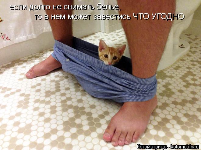 если долго не снимать белье, то в нем может завестись ЧТО УГОДНО... Котоматрица: если долго не снимать белье, то в нем может завестись ЧТО УГОДНО