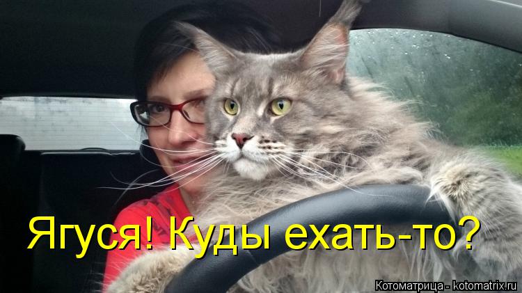 Ягуся! Куды ехать-то?... Котоматрица: Ягуся! Куды ехать-то?