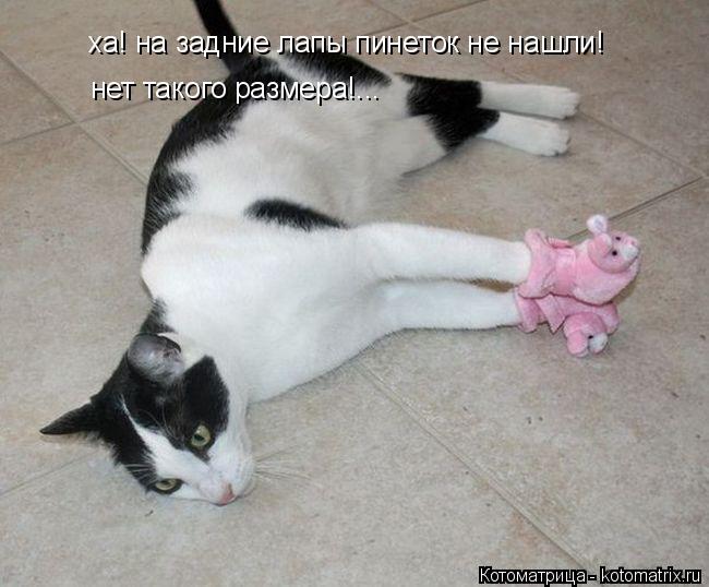 ха! на задние лапы пинеток не нашли! нет такого размера!...... Котоматрица: ха! на задние лапы пинеток не нашли! нет такого размера!...