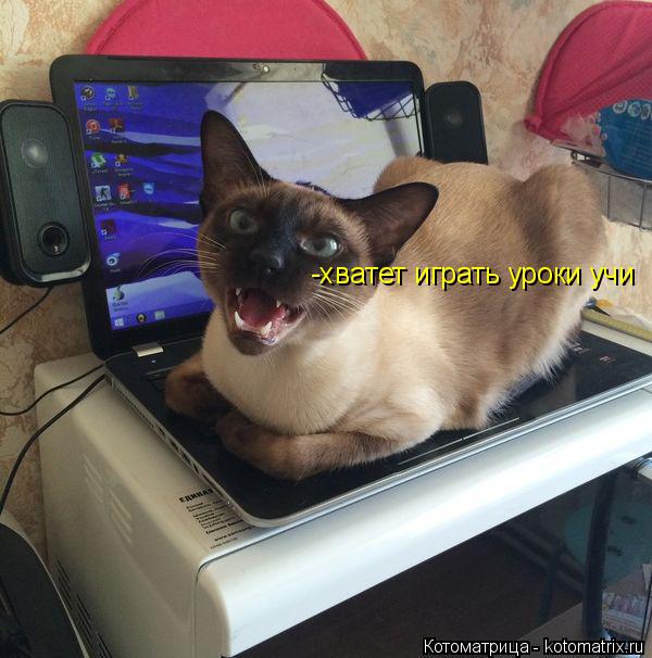 -хватет играть уроки учи... Котоматрица: -хватет играть уроки учи