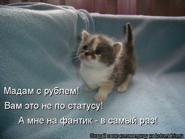 Мадам с рублем! Вам это не по статусу! А мне на фантик - в самый раз!... Котоматрица: Мадам с рублем! Вам это не по статусу! А мне на фантик - в самый раз!