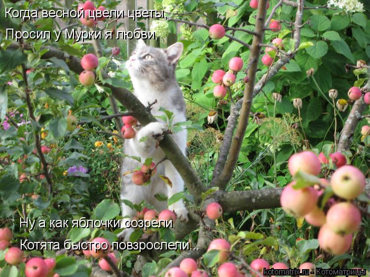 Когда весной цвели цветы, Просил у Мурки я любви, Ну а как яблочки созрели Котята быстро повзрослели.... Котоматрица: Когда весной цвели цветы, Просил у Мурки я любви, Ну а как яблочки созрели Котята быстро повзрослели...
