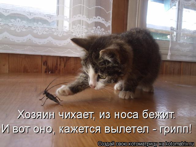 Хозяин чихает, из носа бежит. И вот оно, кажется вылетел - грипп!... Котоматрица: Хозяин чихает, из носа бежит. И вот оно, кажется вылетел - грипп!