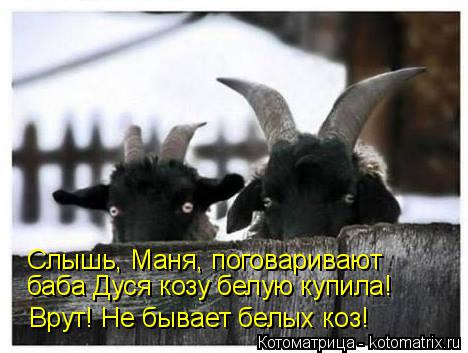 Слышь, Маня, поговаривают баба Дуся козу белую купила! Врут! Не бывает белых коз!... Котоматрица: Слышь, Маня, поговаривают баба Дуся козу белую купила! Врут! Не бывает белых коз!