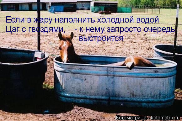 Если в жару наполнить холодной водой Цаг с гвоздями, - к нему запросто очередь выстроится... Котоматрица: Если в жару наполнить холодной водой Цаг с гвоздями, - к нему запросто очередь выстроится