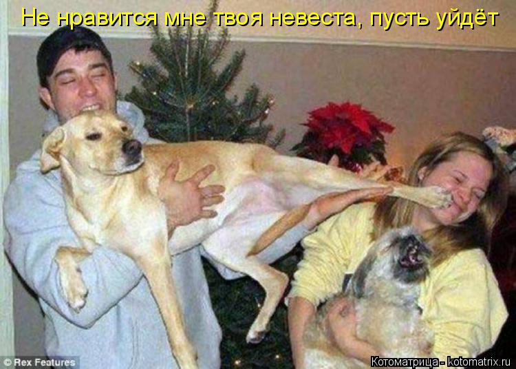 Котоматрица: Не нравится мне твоя невеста, пусть уйдёт