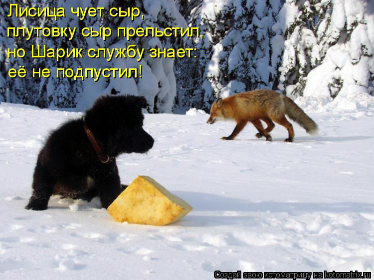 Котоматрица: Лисица чует сыр,  плутовку сыр прельстил,  но Шарик службу знает:  её не подпустил!