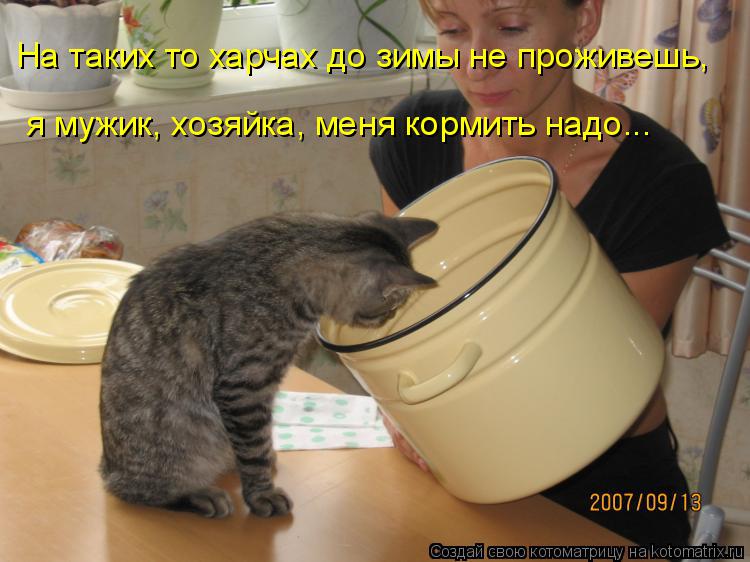 Котоматрица: На таких то харчах до зимы не проживешь, я мужик, хозяйка, меня кормить надо...