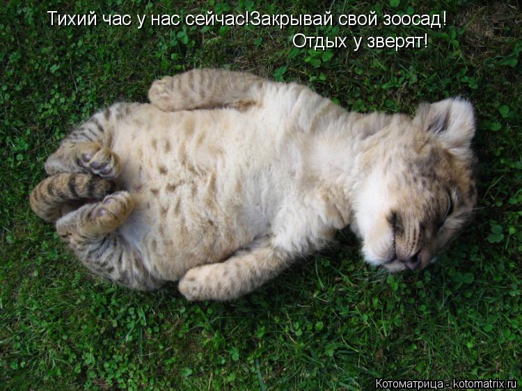 Котоматрица: Тихий час у нас сейчас!Закрывай свой зоосад! Отдых у зверят!
