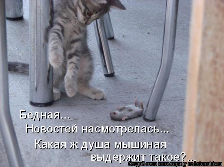Котоматрица: Бедная...  Новостей насмотрелась... Какая ж душа мышиная выдержит такое?...