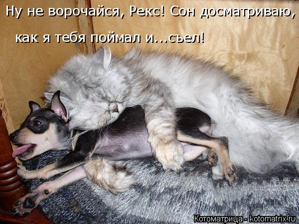 Котоматрица: Ну не ворочайся, Рекс! Сон досматриваю,  как я тебя поймал и...съел!
