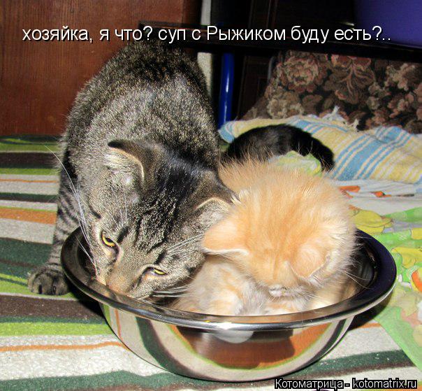Котоматрица: хозяйка, я что? суп с Рыжиком буду есть?..