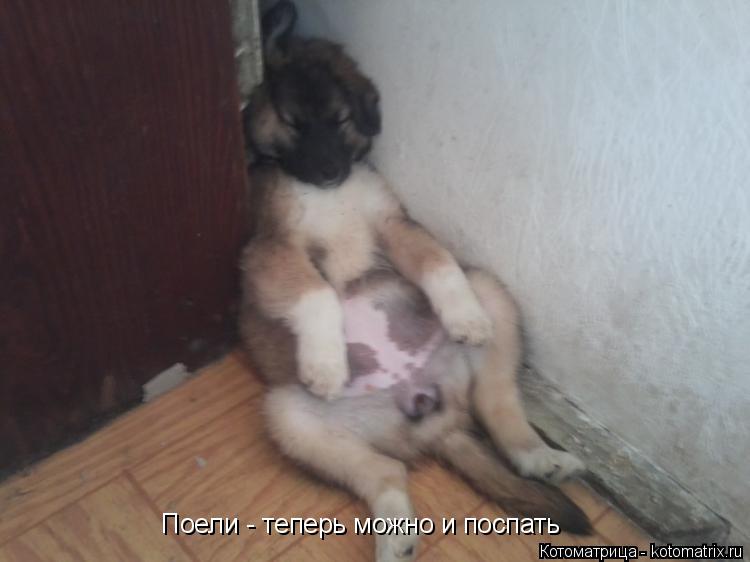 Котоматрица: Поели - теперь можно и поспать