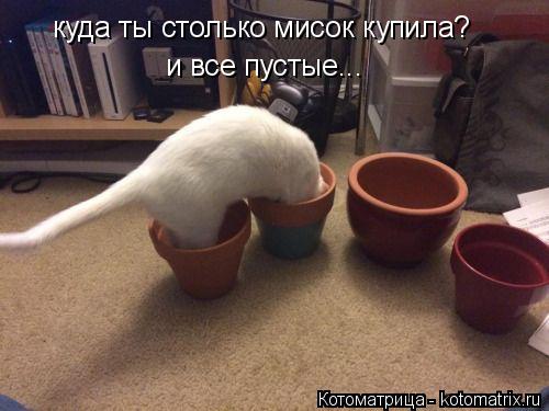 Котоматрица: куда ты столько мисок купила? и все пустые...