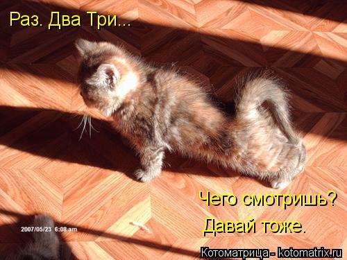 Котоматрица: Раз. Два Три... Чего смотришь? Давай тоже.