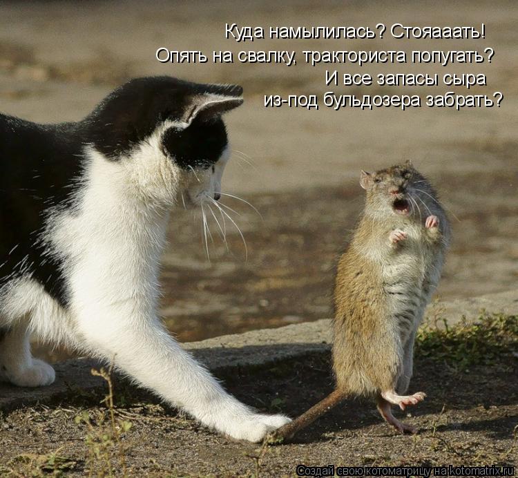 Котоматрица: Опять на свалку, тракториста попугать? Куда намылилась? Стояааать! И все запасы сыра из-под бульдозера забрать?