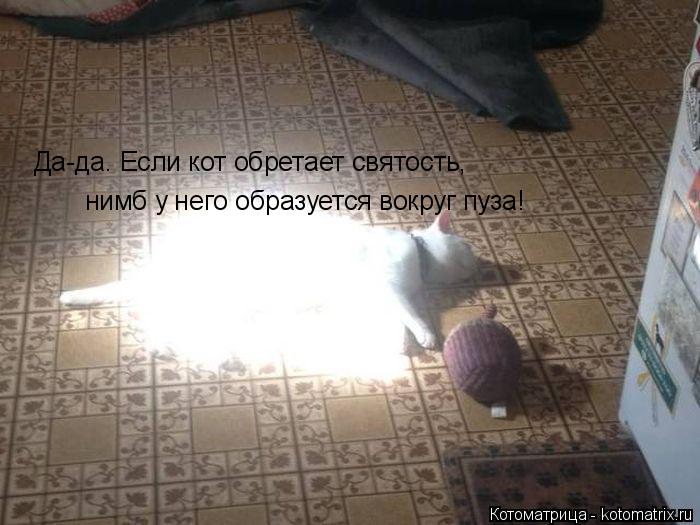 Котоматрица: Да-да. Если кот обретает святость, нимб у него образуется вокруг пуза!