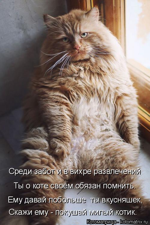 Котоматрица: Скажи ему - покушай милый котик. Ему давай побольше  ты вкусняшек, Ты о коте своём обязан помнить. Среди забот и в вихре развлечений