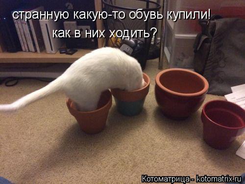 Котоматрица: странную какую-то обувь купили! как в них ходить?
